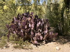 Opuntia santa-rita