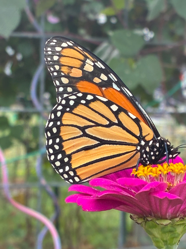 Monarch