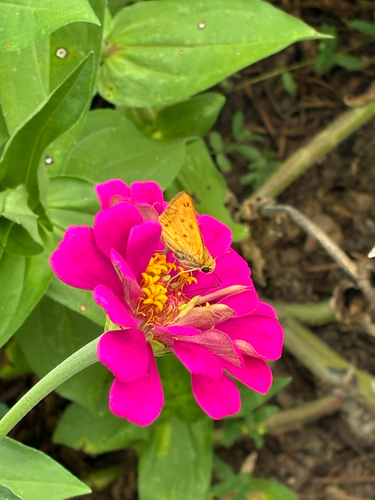 Fiery Skipper