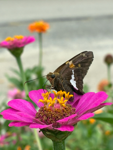 Silver-spotted Skipper
