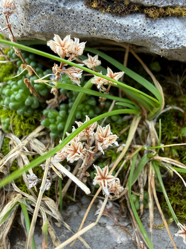 Dark Stonecrop