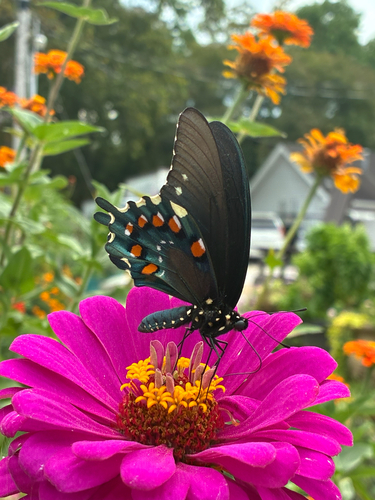 Pipevine Swallowtail