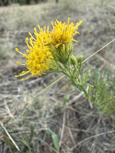 Goldilocks Aster