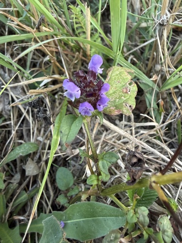 common selfheal