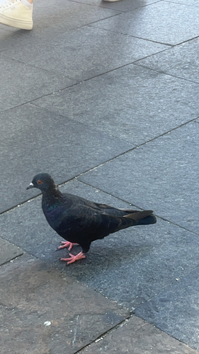 Rock Pigeon