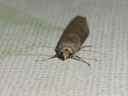 Theresian Moth