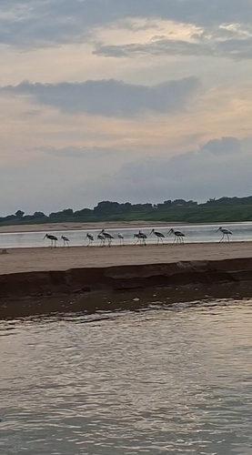 Painted Stork