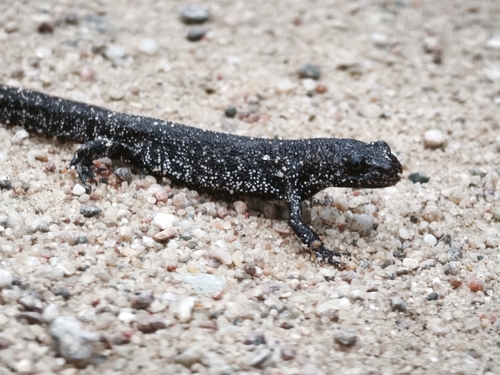 Great Crested Newt