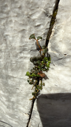 wall-rue