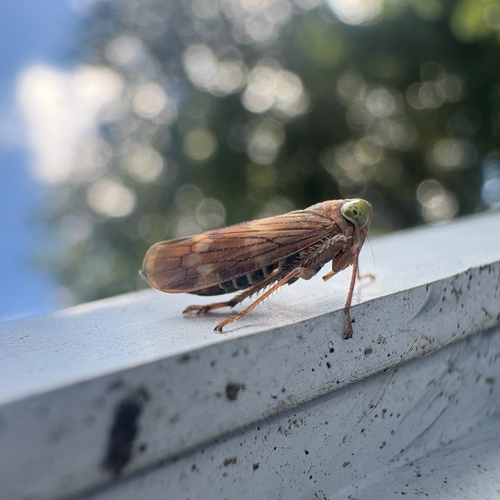 Coppery Leafhopper