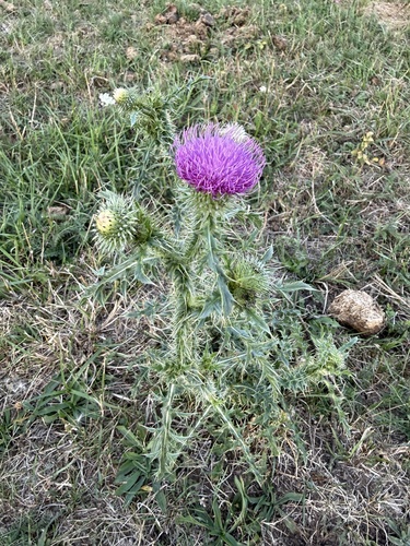 Broad-winged Thistle