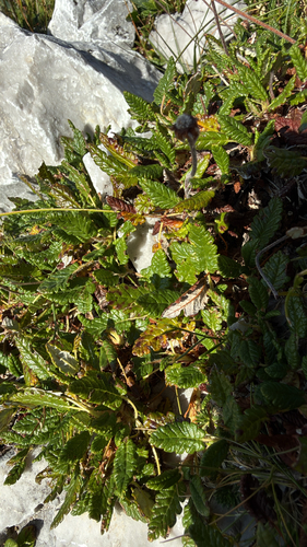 Eight-petal Mountain-Avens