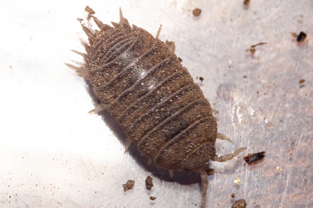 Niambia squamata