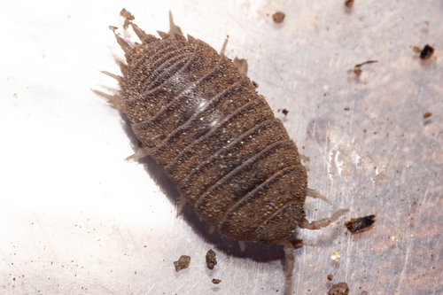 Niambia squamata