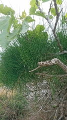 Ephedra foeminea