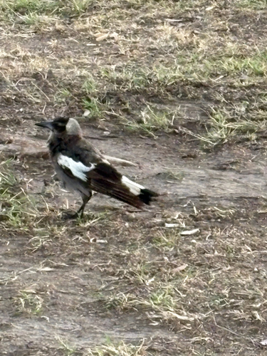 Australian Magpie