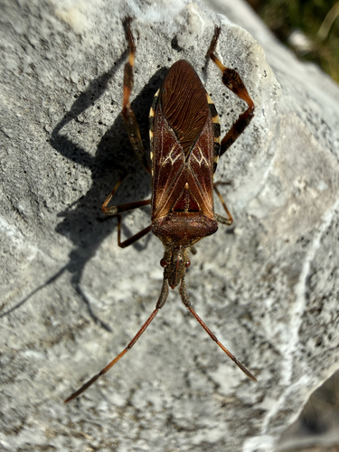 Western Conifer Seed Bug