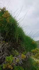 Ephedra foeminea