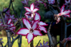 Adenium multiflorum image