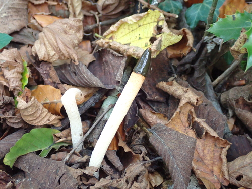 dog stinkhorn