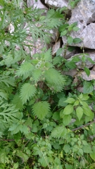 Urtica pilulifera