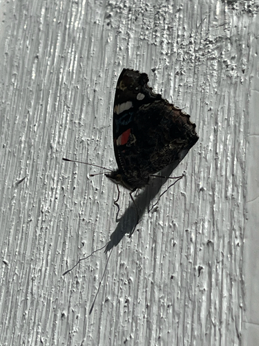 Red Admiral