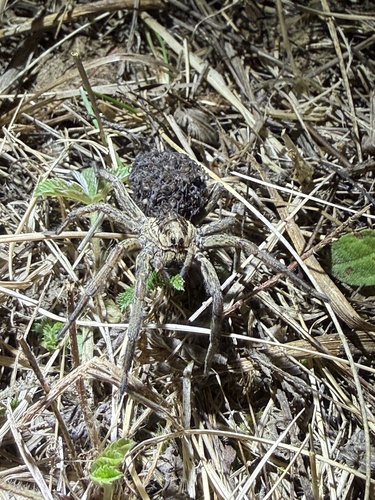 Radiated Wolf Spider