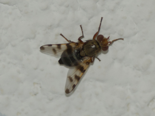 Narrow-Banded Picture-Winged Fly