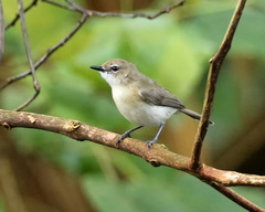 Gerygone magnirostris