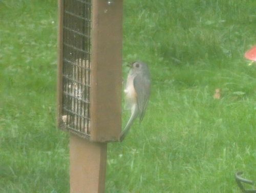 Tufted Titmouse