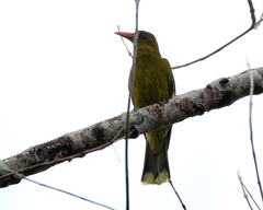 Oriolus flavocinctus