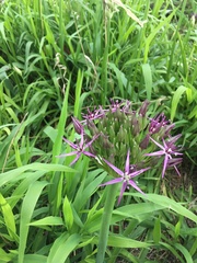 Allium giganteum