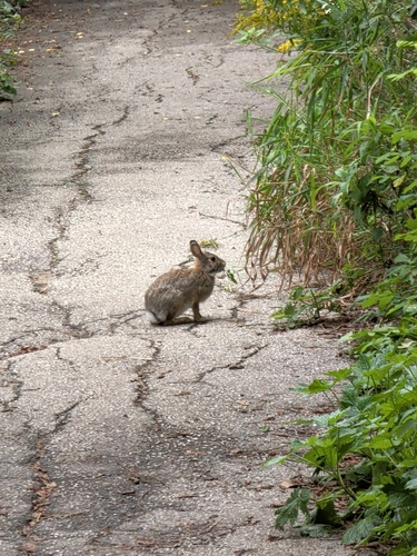 Eastern Cottontail