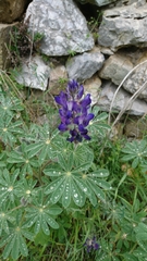 Lupinus pilosus