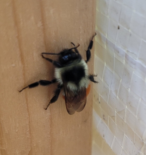Tricolored Bumble Bee