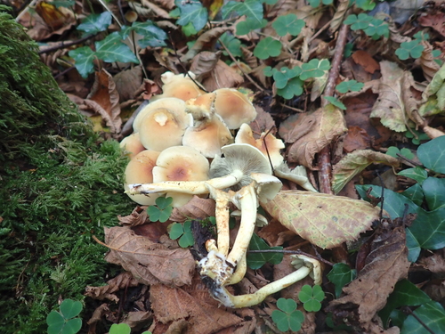 Sulphur Tuft