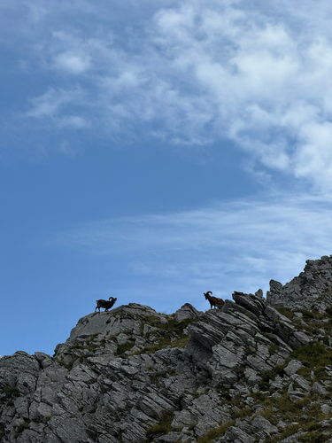 European Mouflon