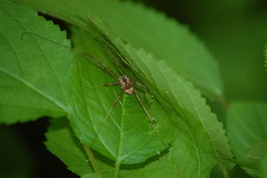 Leiobunum ventricosum