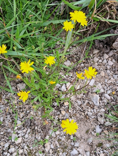 Crepis capillaris, photograph 2