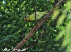 Psilopogon rubricapillus