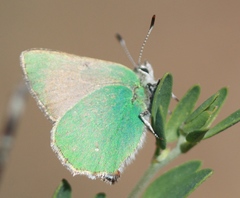 Callophrys dumetorum