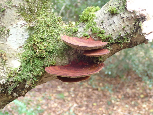 Thin-walled Maze Polypore
