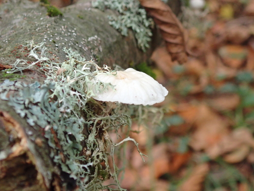 porcelain mushroom