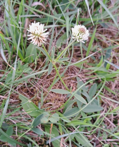 Trifolium montanum, photograph 6