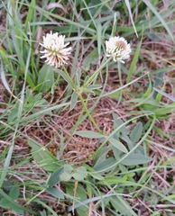 Trifolium montanum, photograph (c) Markus Krieger, some rights reserved (CC BY)