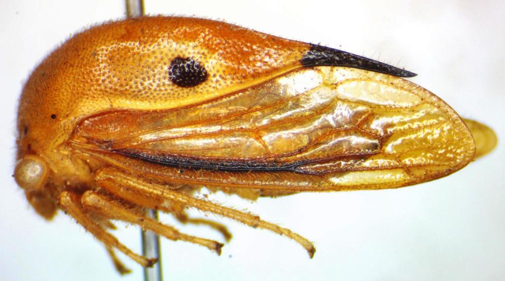 Tomogonia vittatipennis
