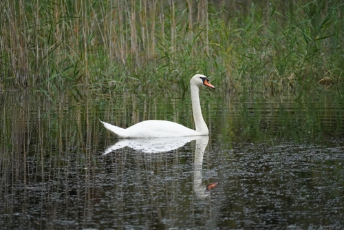 Mute Swan