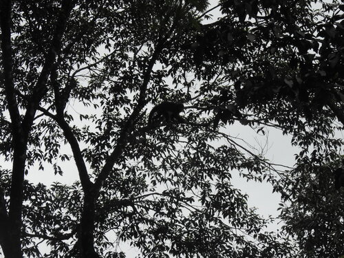 Black capuchin
