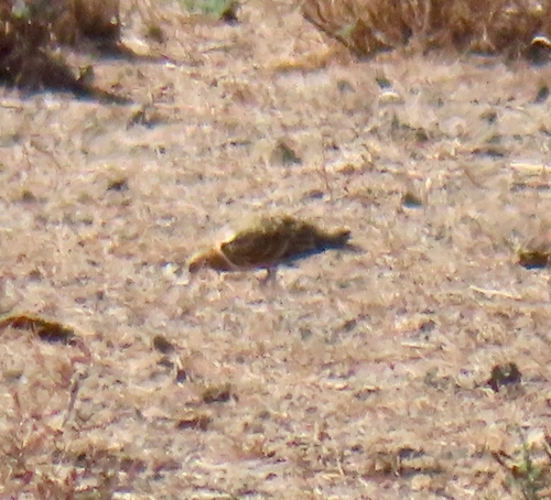 Pin-tailed Sandgrouse