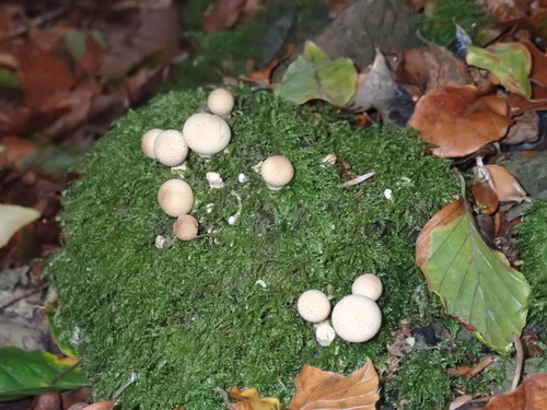 Pear-shaped Puffball